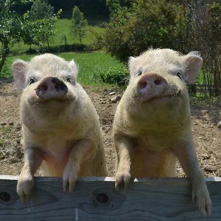 Affittacamere Gaestehaus Waldblick Fürstenfeld