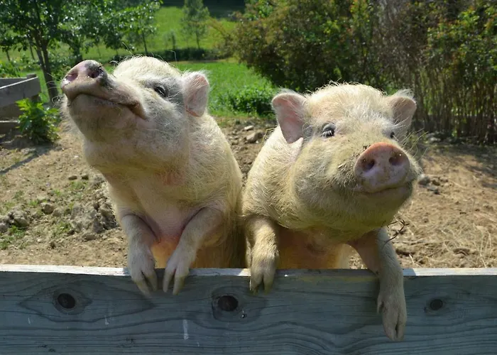 Gaestehaus Waldblick Penzion Fürstenfeld