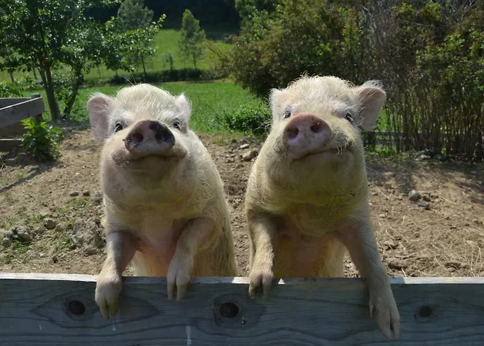 Guest house Gaestehaus Waldblick Loipersdorf bei Fuerstenfeld